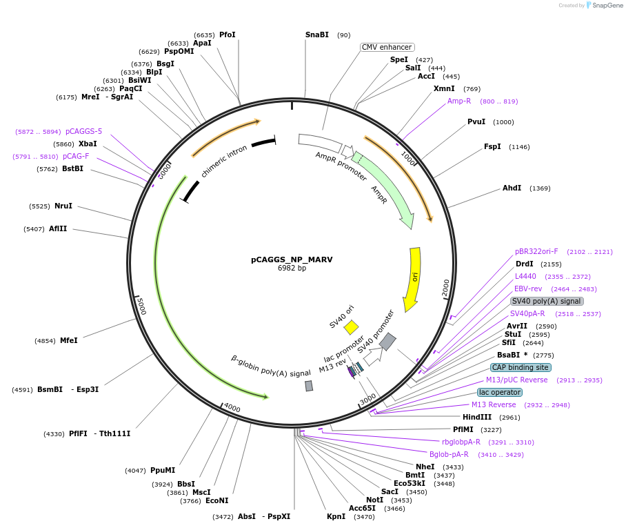 135470-plasmid-map-sequence-id-267826
