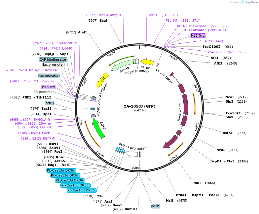 133304-plasmid-map-sequence-id-267828