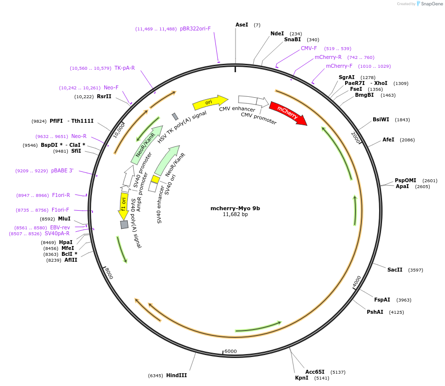 134918-plasmid-map-sequence-id-267831