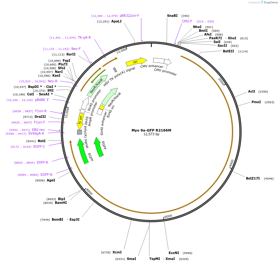 134962-plasmid-map-sequence-id-267836