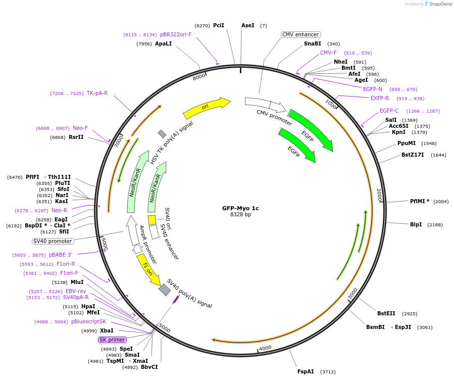 134832-plasmid-map-sequence-id-267837