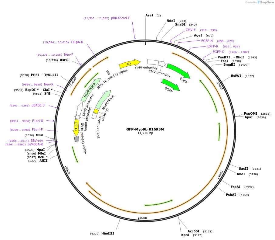 134911-plasmid-map-sequence-id-267840
