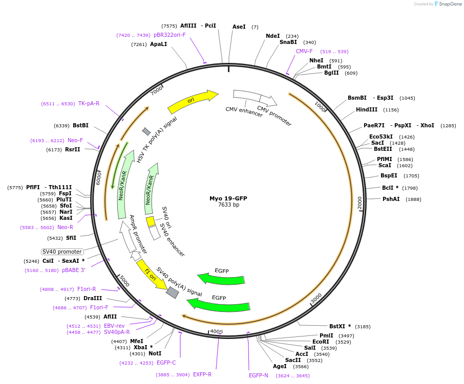 134988-plasmid-map-sequence-id-267841