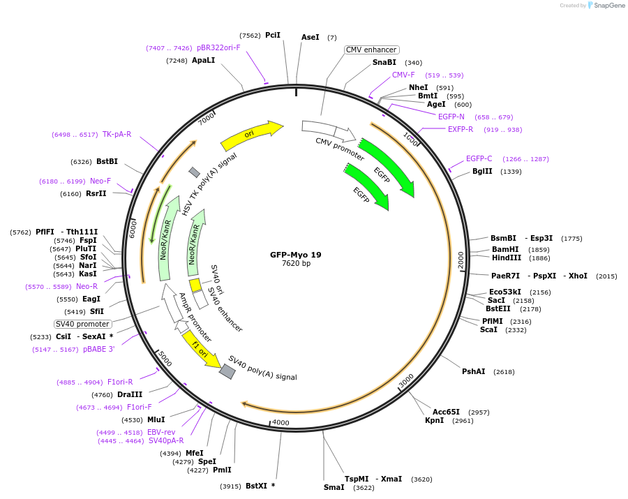 134987-plasmid-map-sequence-id-267842
