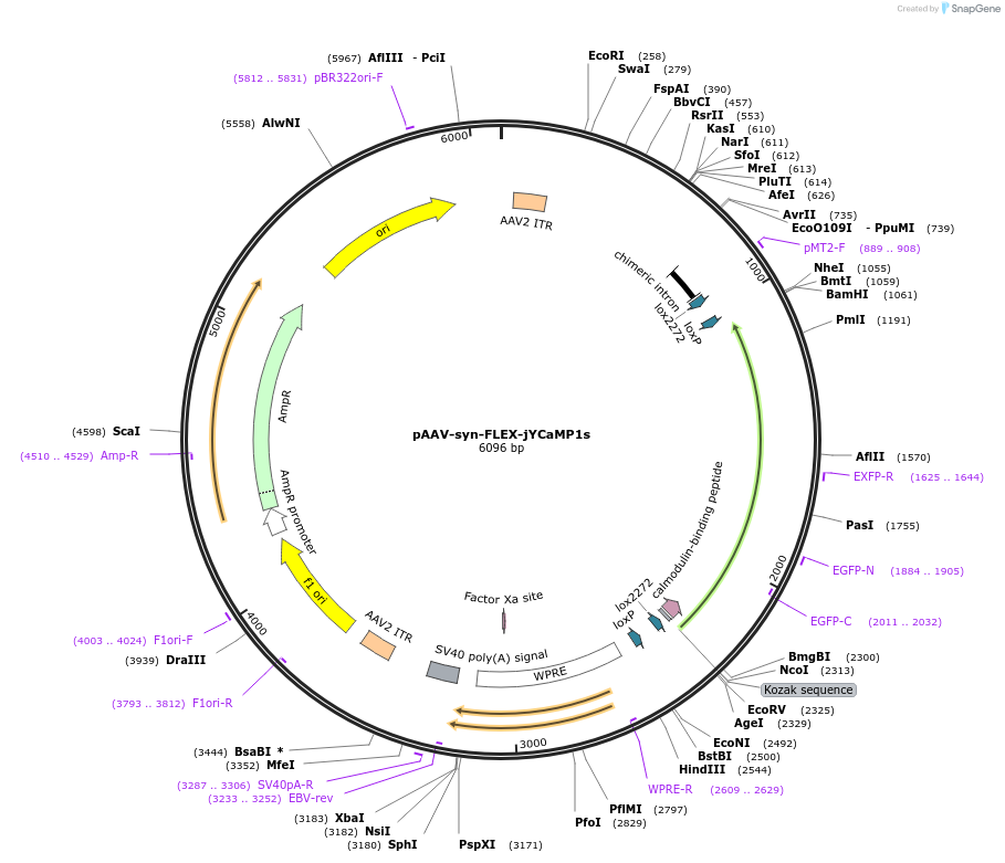 135420-plasmid-map-sequence-id-267844