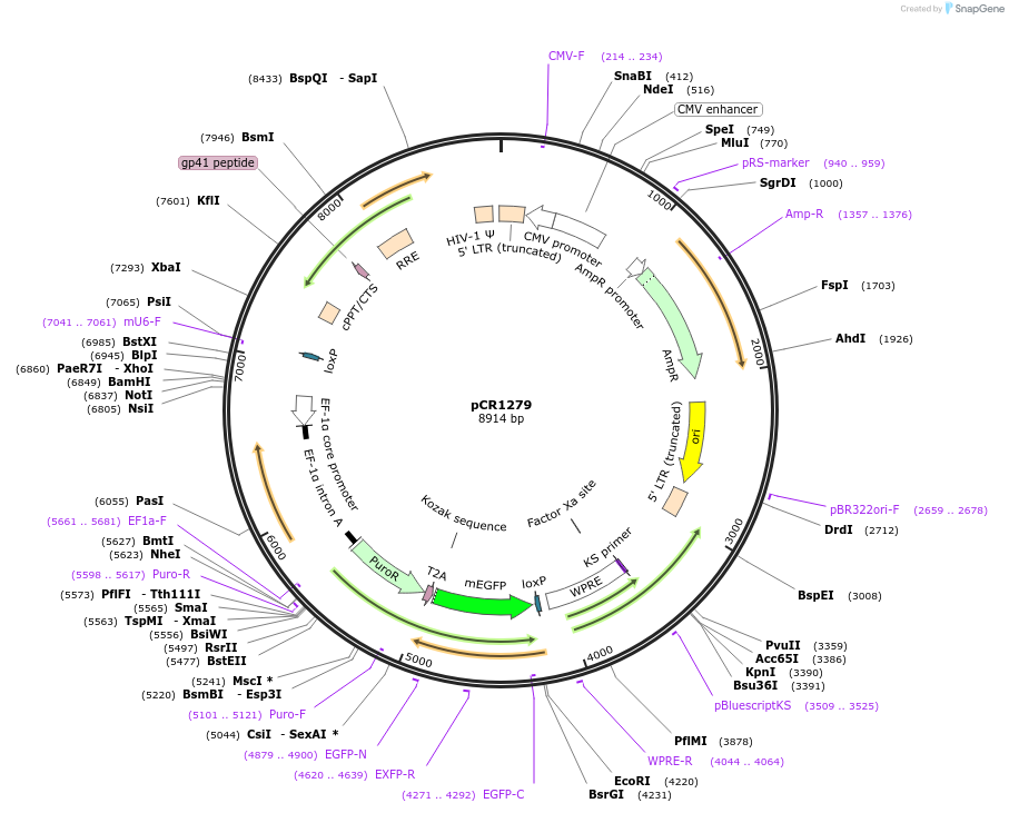 111122-plasmid-map-sequence-id-267874