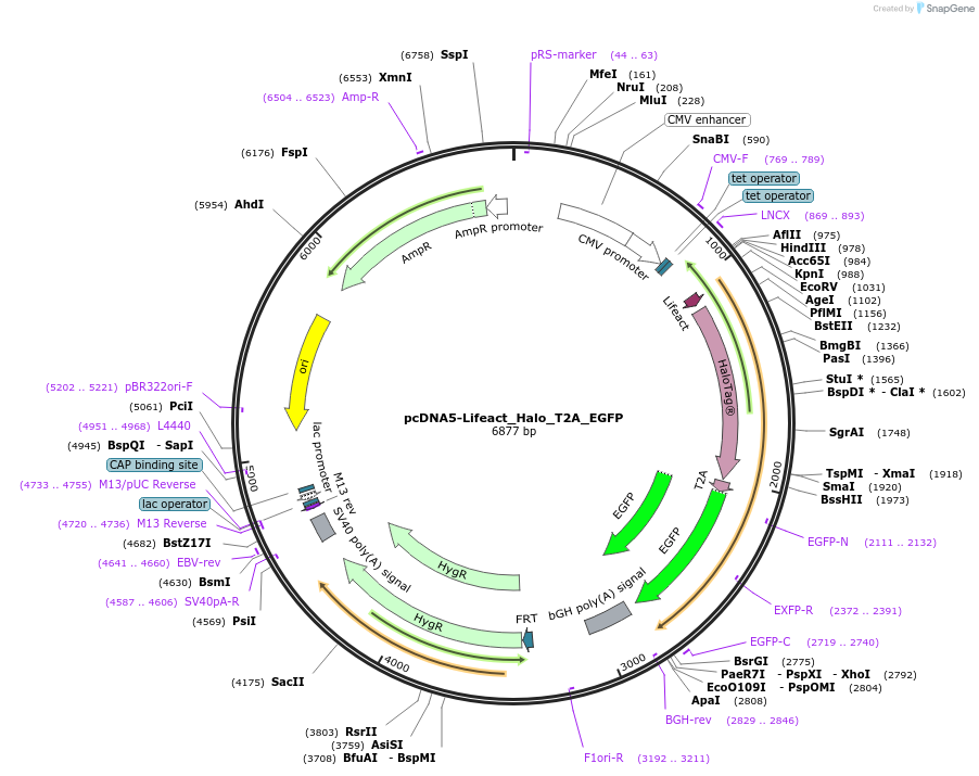 135445-plasmid-map-sequence-id-267895