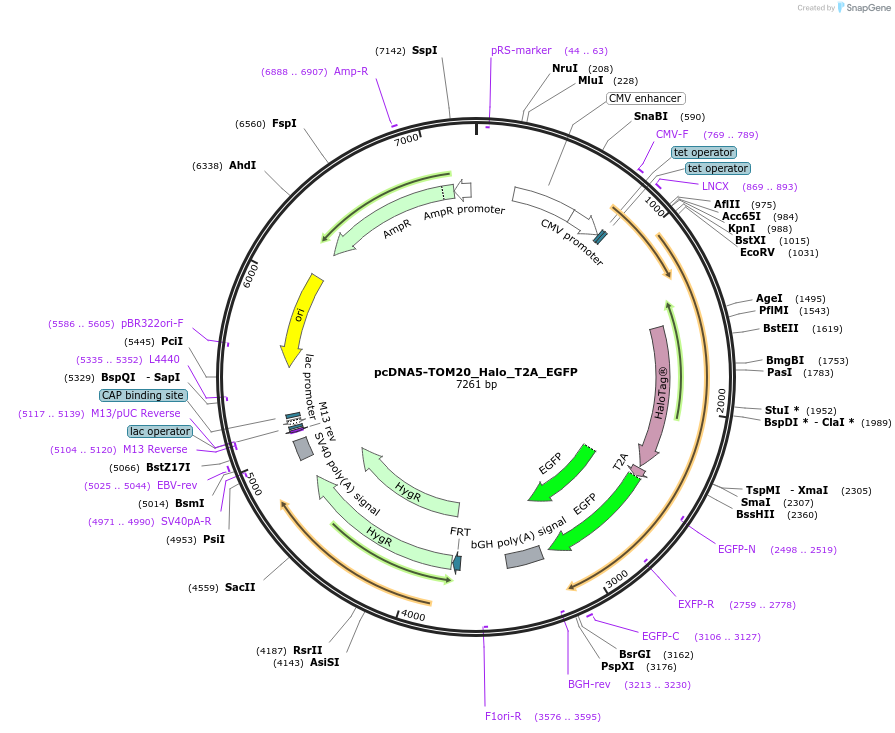 135443-plasmid-map-sequence-id-267899