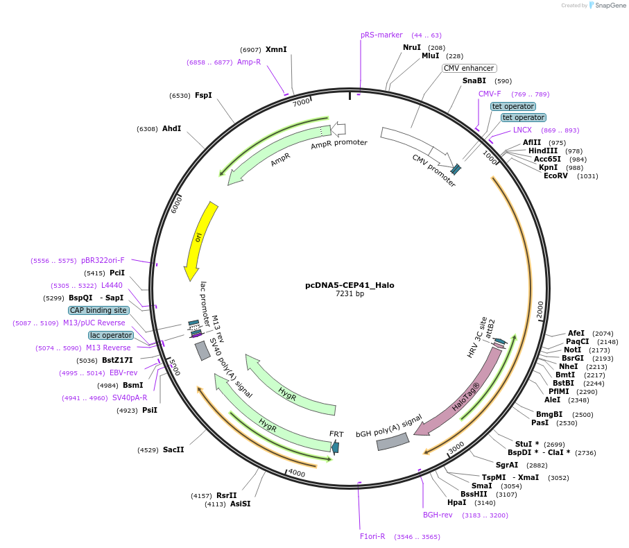 135446-plasmid-map-sequence-id-267900