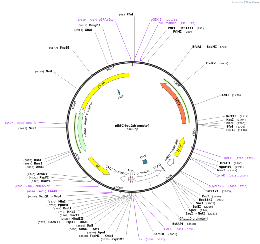 20120-plasmid-map-sequence-id-267914