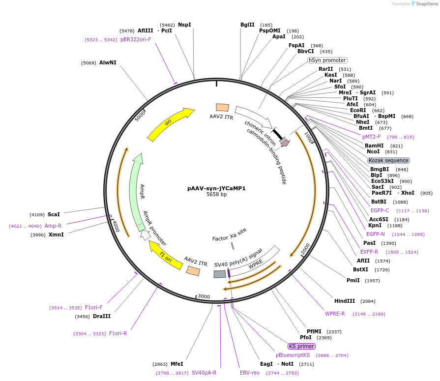 135423-plasmid-map-sequence-id-267924