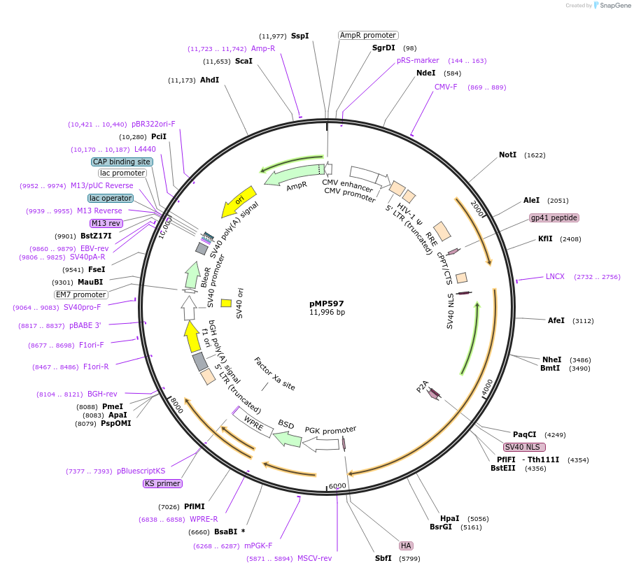 134999-plasmid-map-sequence-id-267926