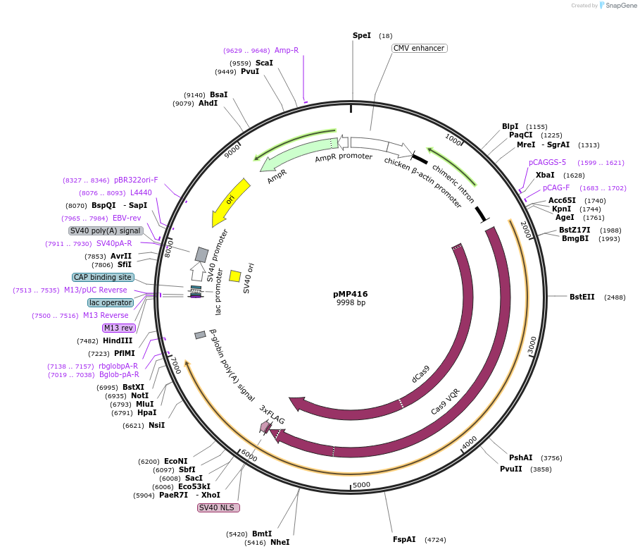 134996-plasmid-map-sequence-id-267931