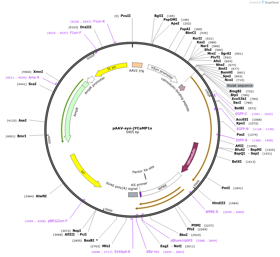135424-plasmid-map-sequence-id-267933