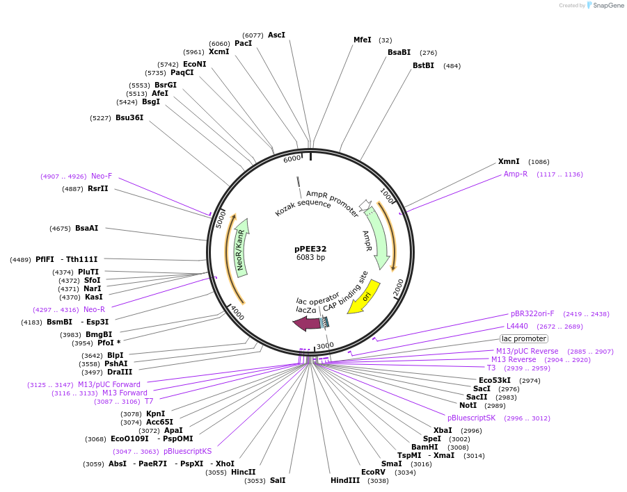 128372-plasmid-map-sequence-id-267935