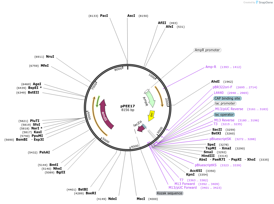 128361-plasmid-map-sequence-id-267942