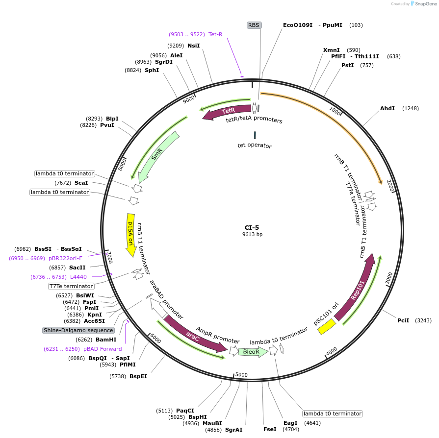 135169-plasmid-map-sequence-id-267943