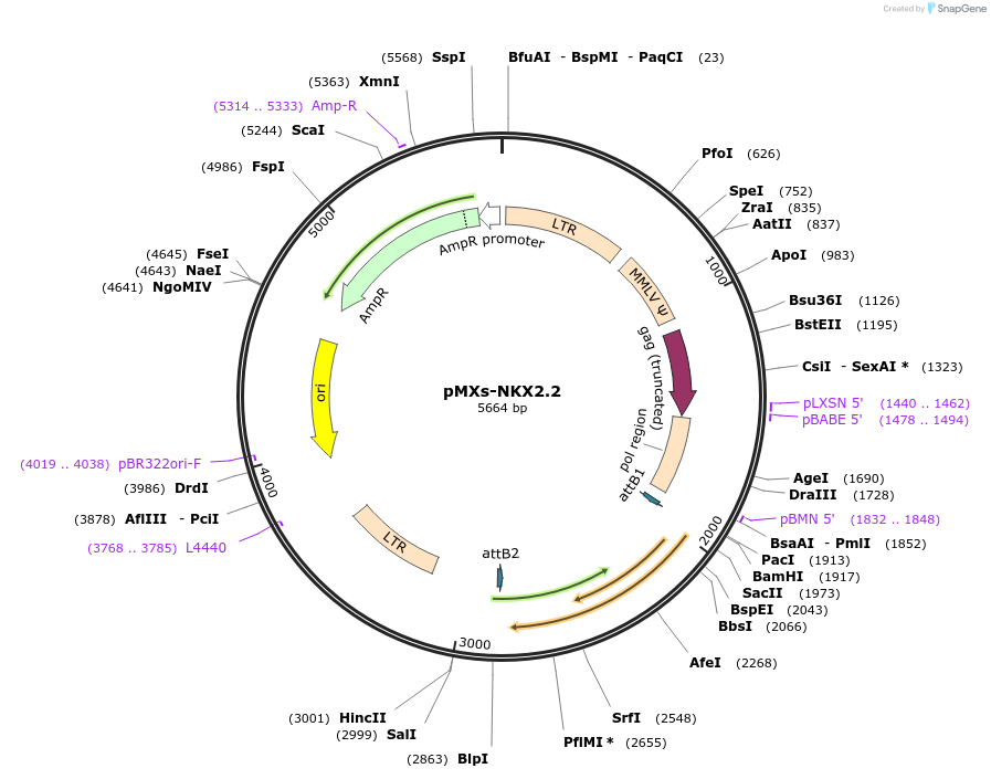 134670-plasmid-map-sequence-id-267954