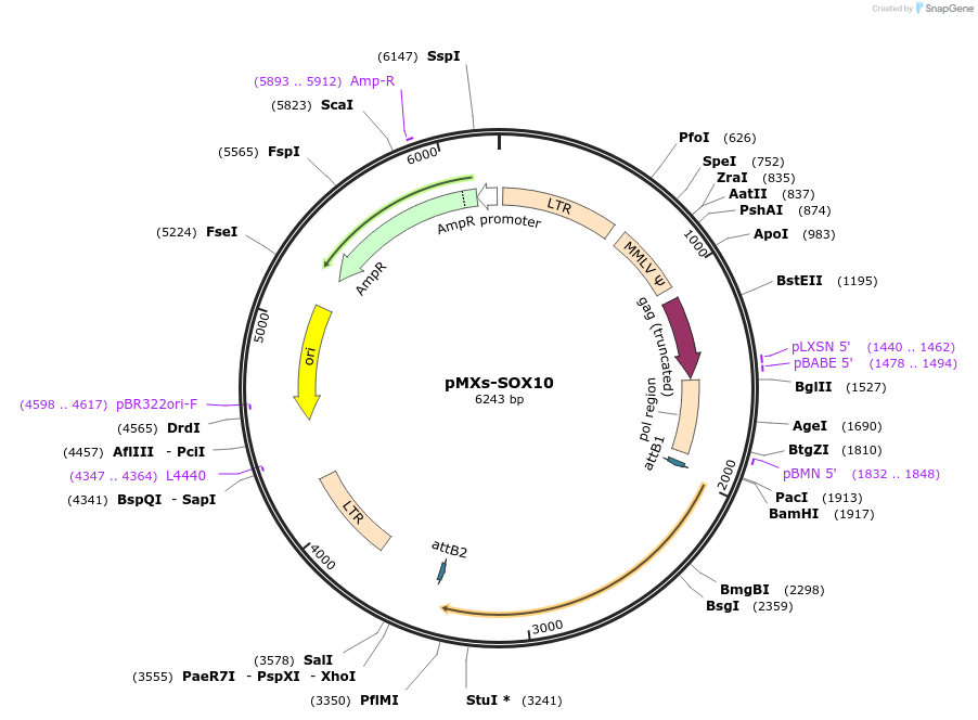 134669-plasmid-map-sequence-id-267955