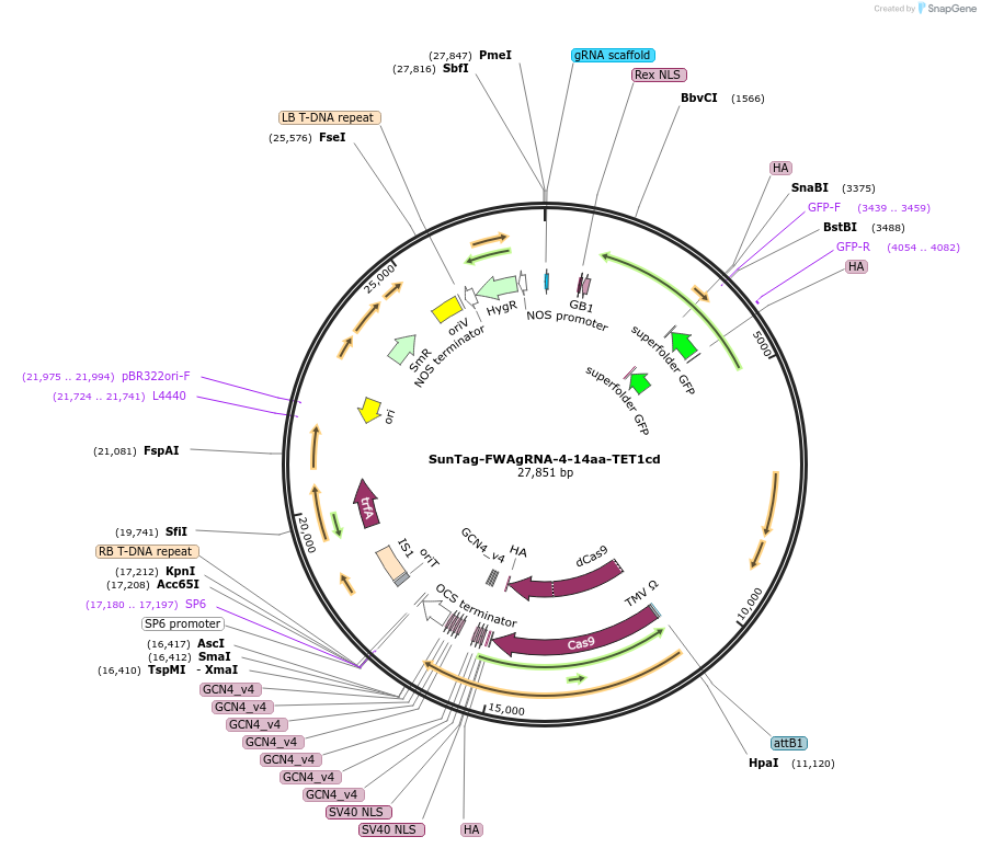 106436-plasmid-map-sequence-id-267957