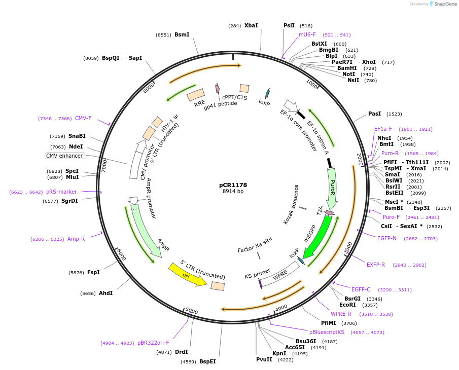 111104-plasmid-map-sequence-id-267961