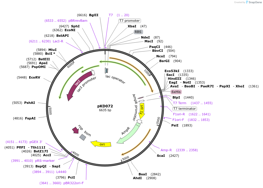 136472-plasmid-map-sequence-id-267962