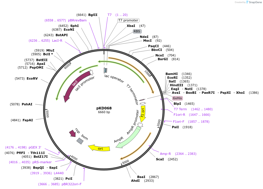 136471-plasmid-map-sequence-id-267963