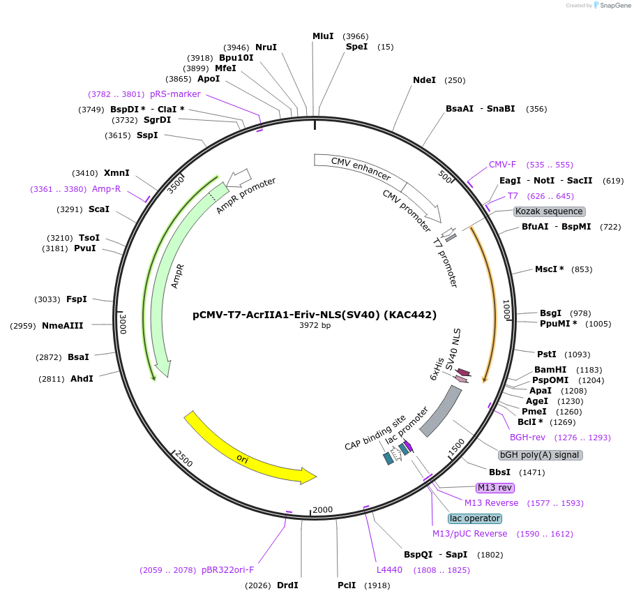 133800-plasmid-map-sequence-id-268032