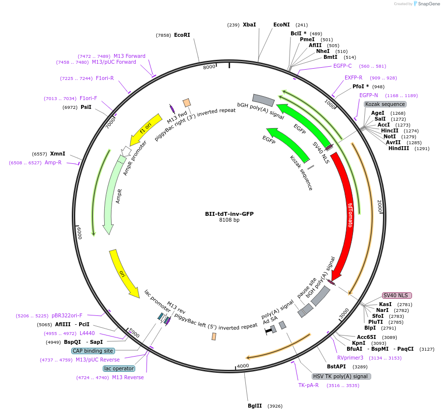133393-plasmid-map-sequence-id-268036