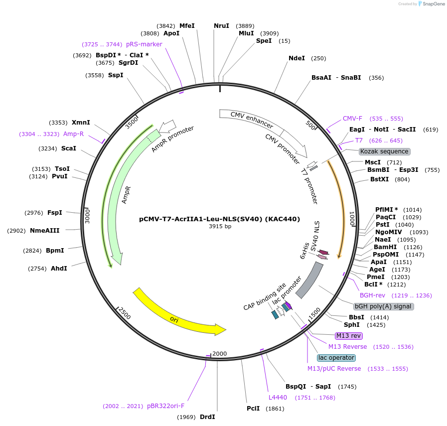 133799-plasmid-map-sequence-id-268038