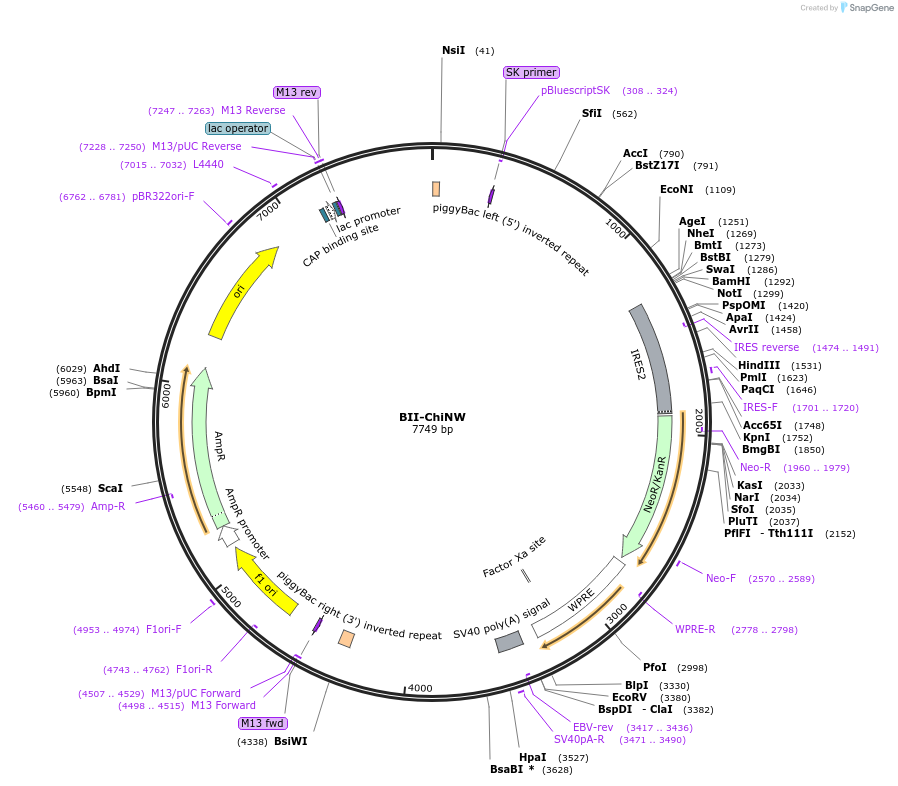 133382-plasmid-map-sequence-id-268039