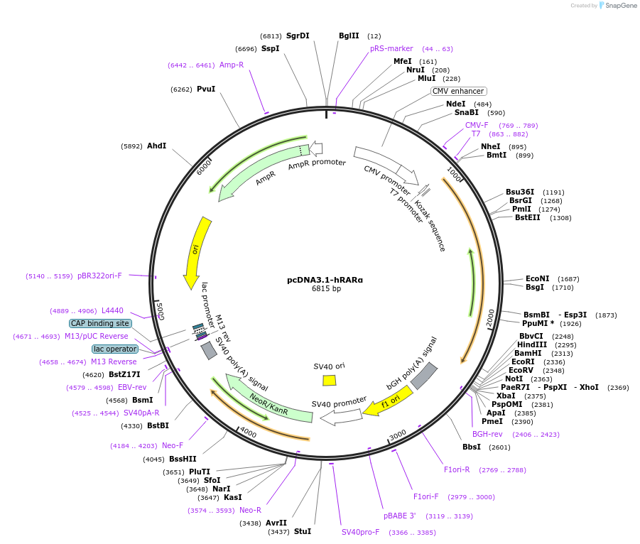 135397-plasmid-map-sequence-id-268040