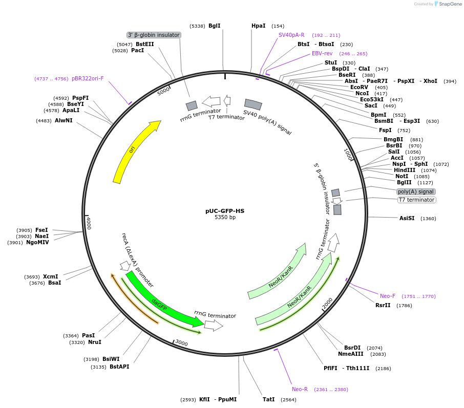 133305-plasmid-map-sequence-id-268044