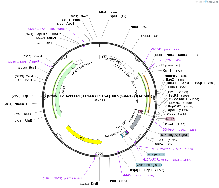 133798-plasmid-map-sequence-id-268051