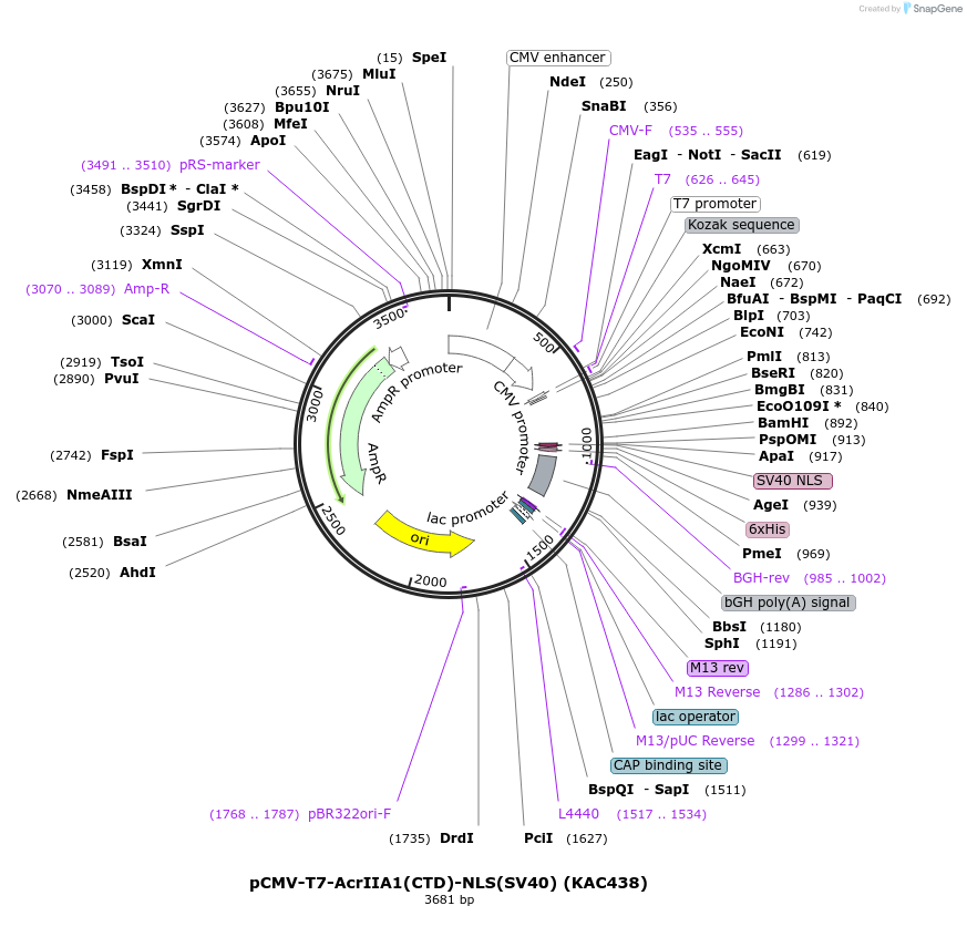 133796-plasmid-map-sequence-id-268057