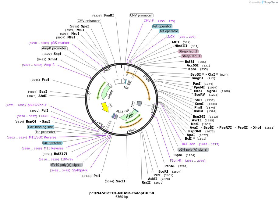 135101-plasmid-map-sequence-id-268061