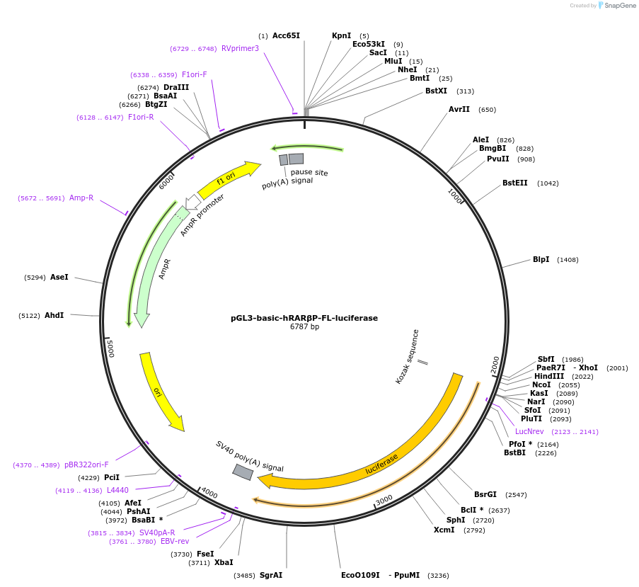 135447-plasmid-map-sequence-id-268063