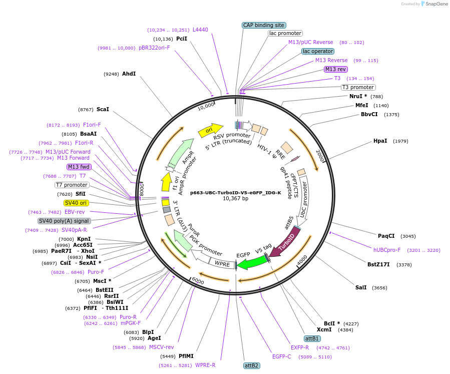 135264-plasmid-map-sequence-id-268064