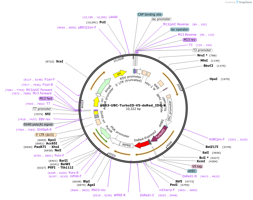 135261-plasmid-map-sequence-id-268068