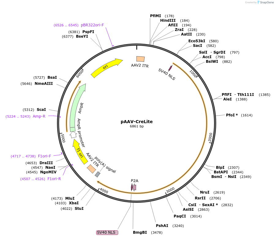 131785-plasmid-map-sequence-id-268070