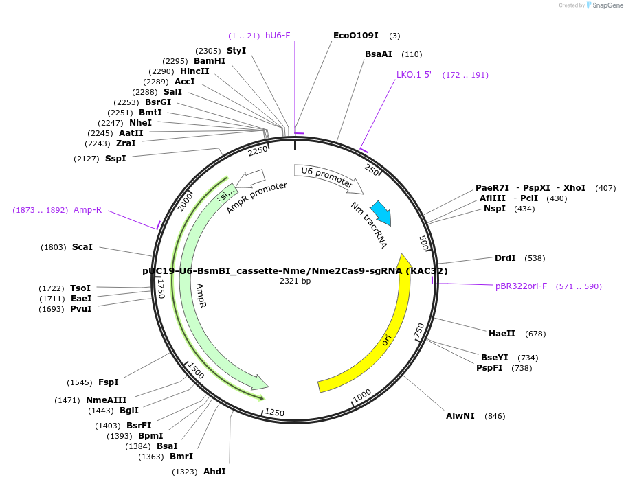 133794-plasmid-map-sequence-id-268076