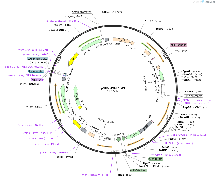 121486-plasmid-map-sequence-id-268081