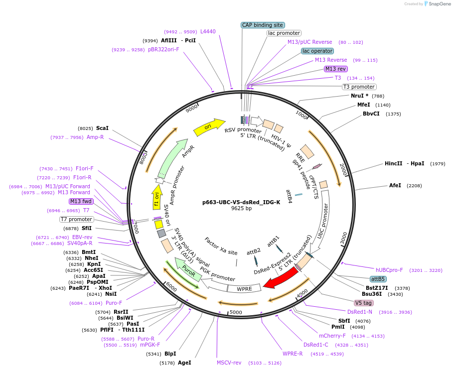 135262-plasmid-map-sequence-id-268083