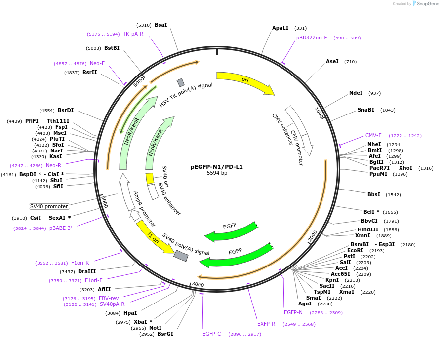 121478-plasmid-map-sequence-id-268085
