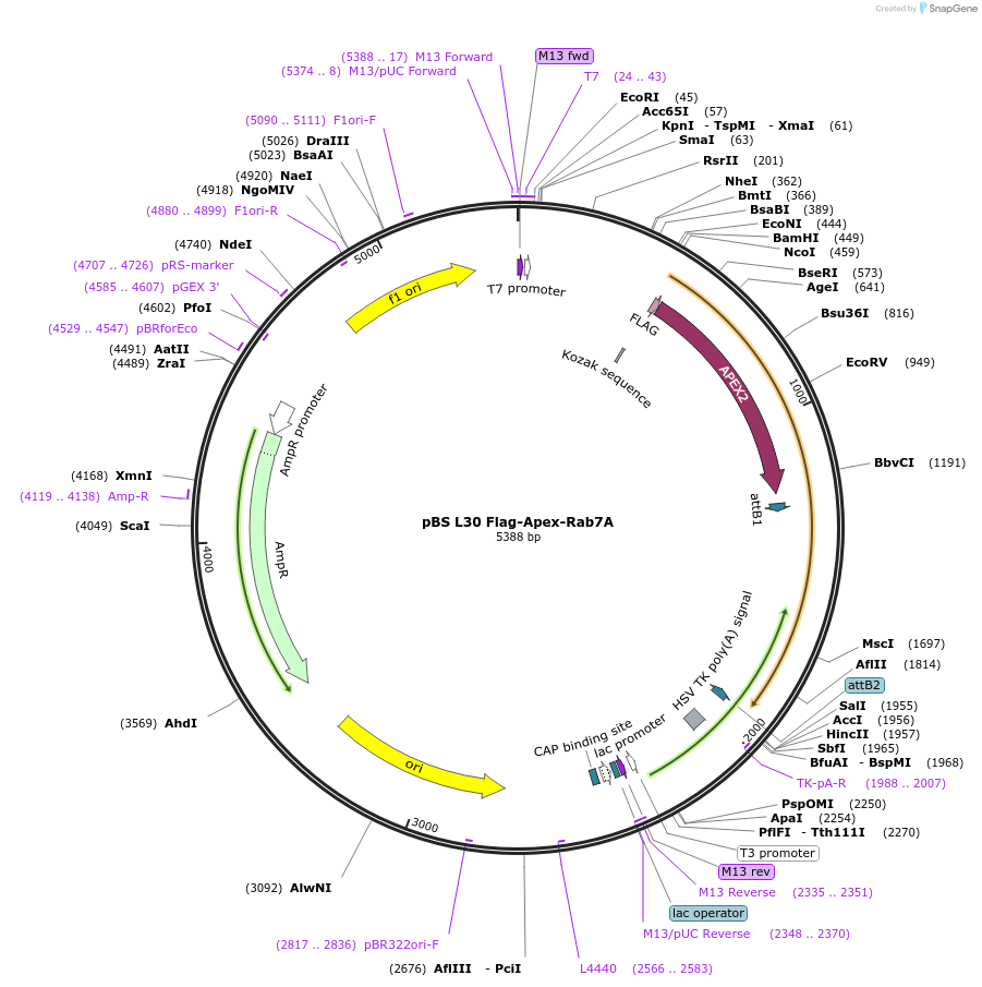 135652-plasmid-map-sequence-id-268091