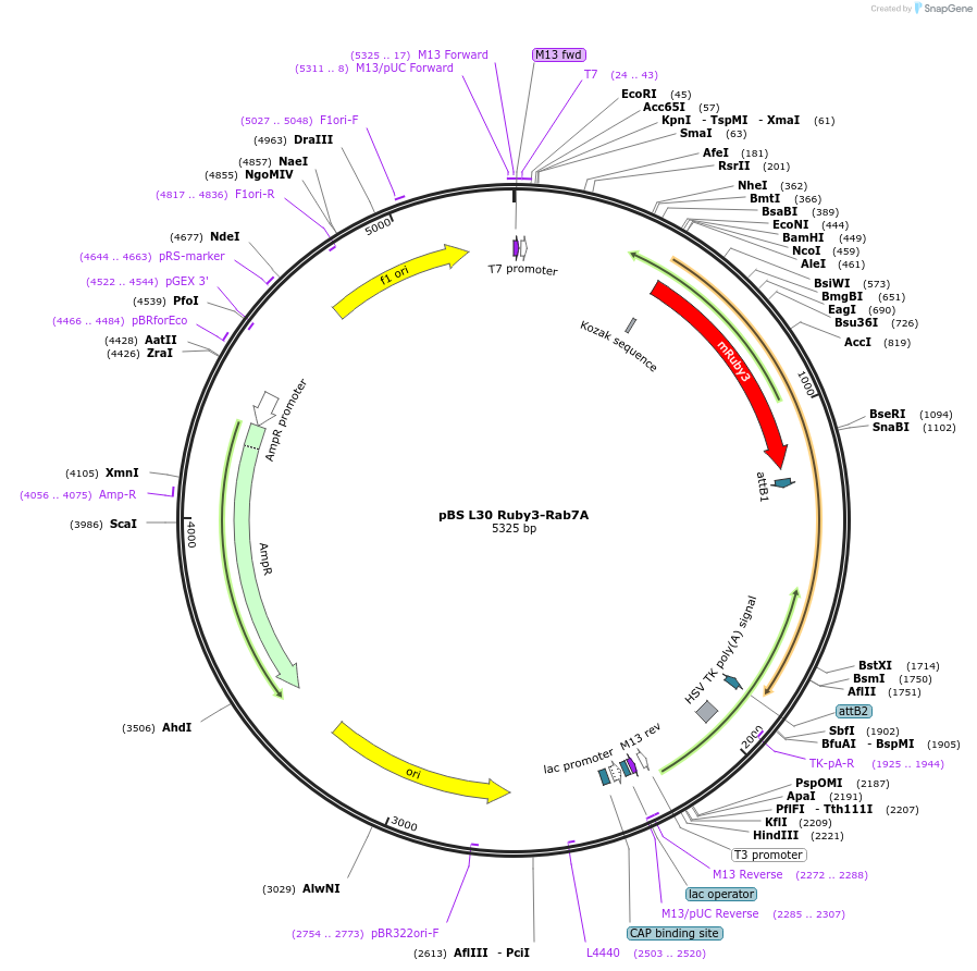 135651-plasmid-map-sequence-id-268092