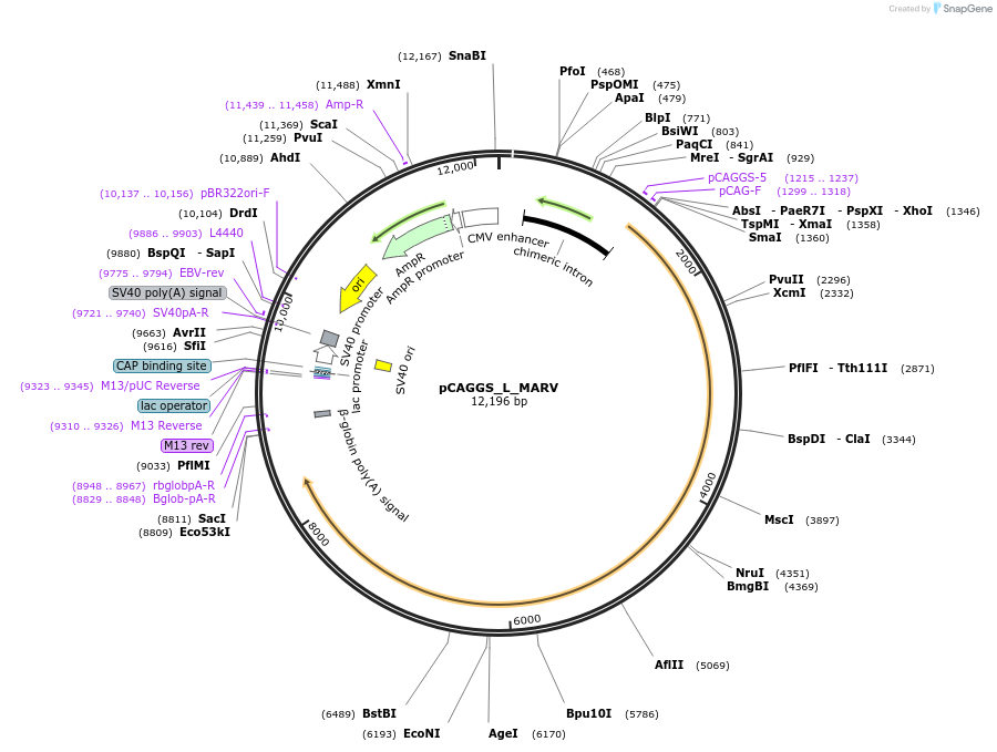 135473-plasmid-map-sequence-id-268552