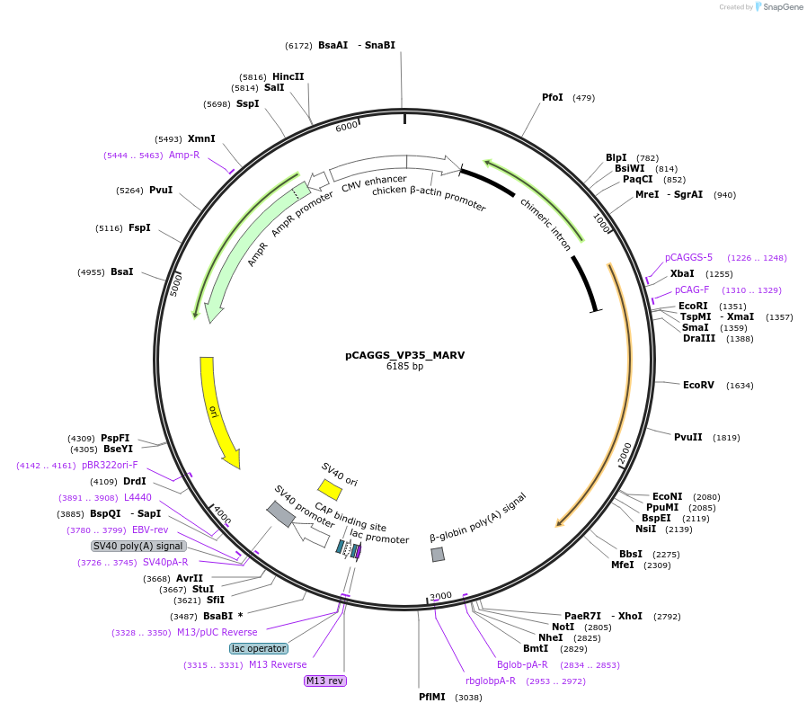 135471-plasmid-map-sequence-id-268553