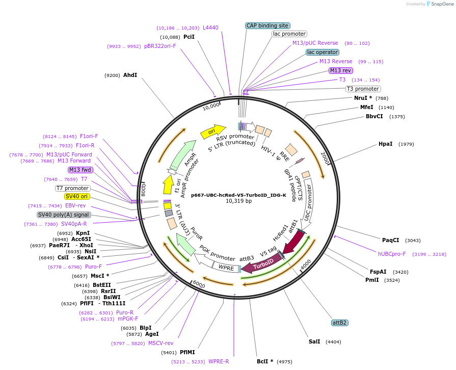 135238-plasmid-map-sequence-id-268556
