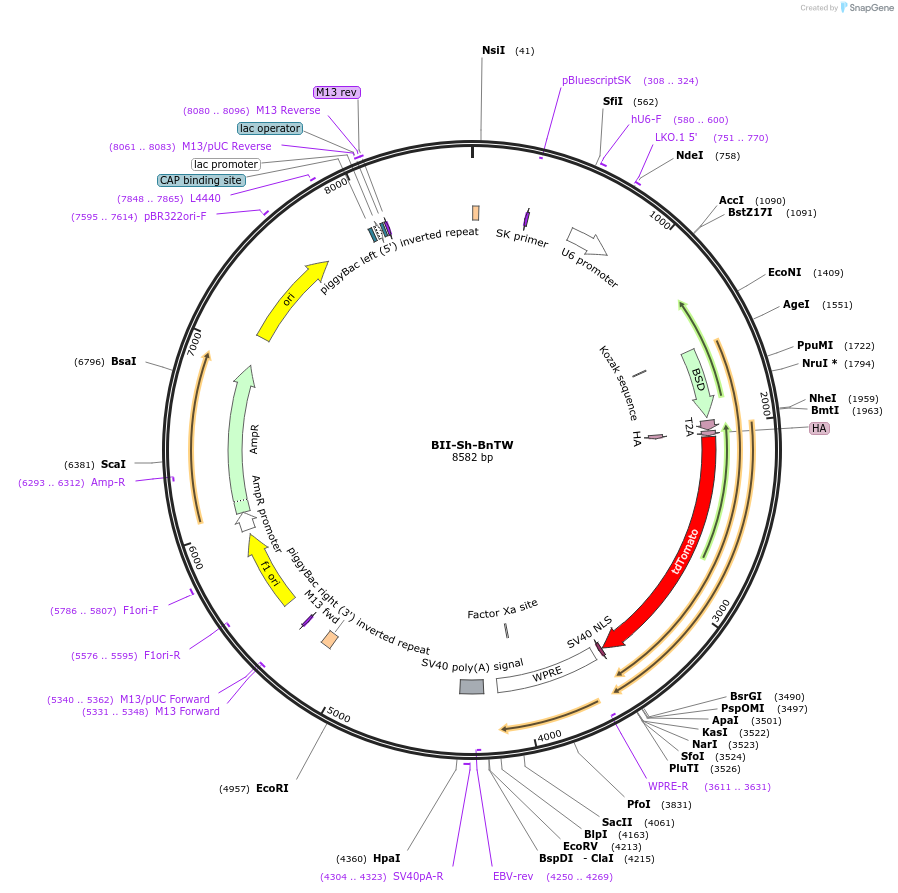 133365-plasmid-map-sequence-id-268571
